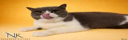 British Shorthair cats for sale: UPDATED PICS - GCCF REG BSH KITTENS - Advert 19