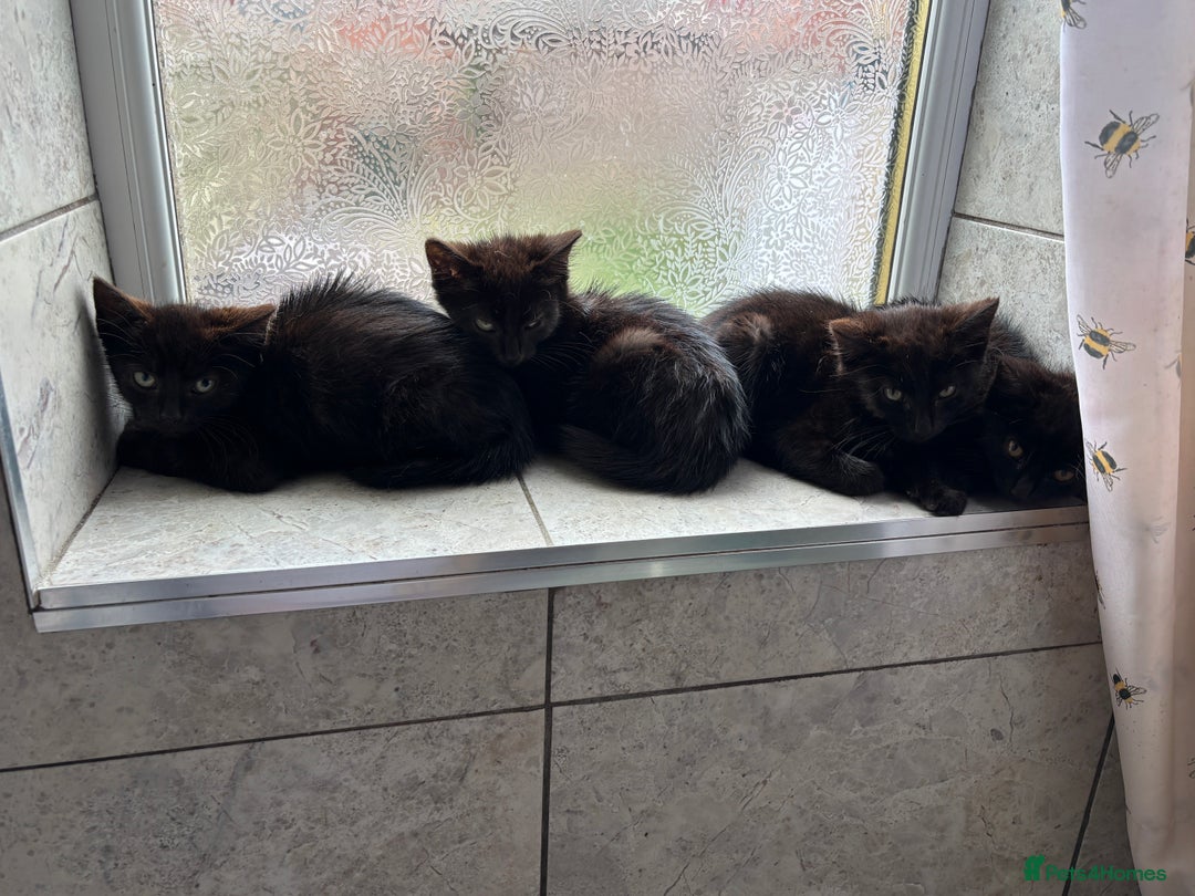 Ragdoll cats for sale: Ragdoll cross shorthair kittens  - Image 1