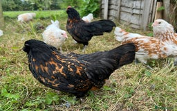 Chickens poultry for sale: Rare Breed Thuringian Chamois & Black Chickens  - Image 14