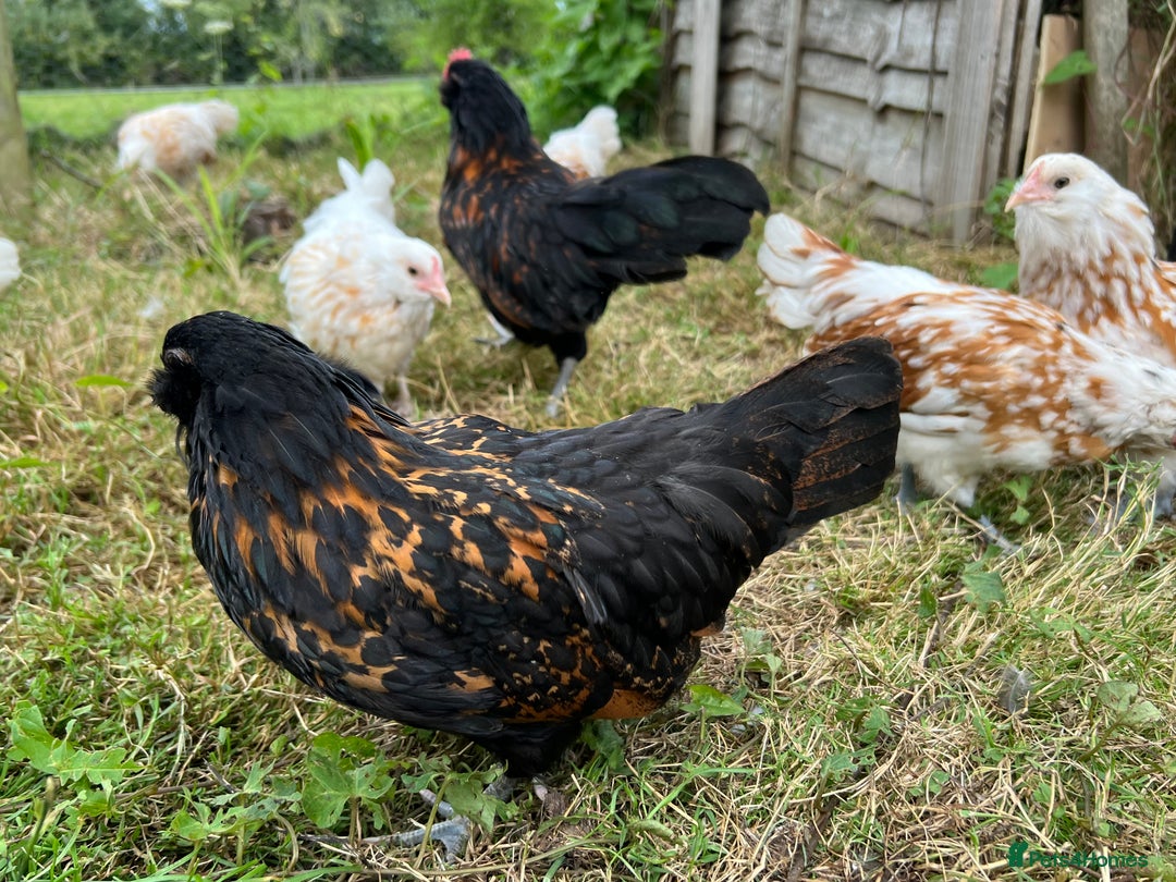 Chickens poultry for sale: Rare Breed Thuringian Chamois & Black Chickens  - Image 14