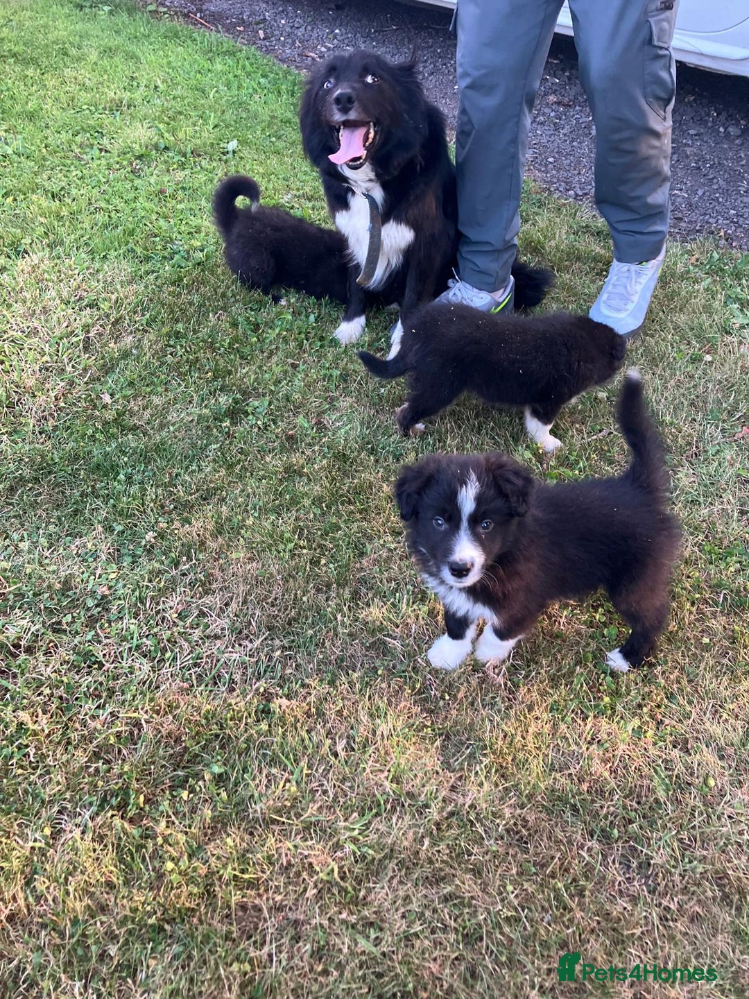Border Collie dogs for sale: Beautiful border collie pups - Image 1