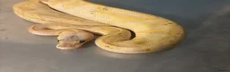 Python Snake reptiles for sale: Captive Bred Ball Pythons – Dundee - Advert 7