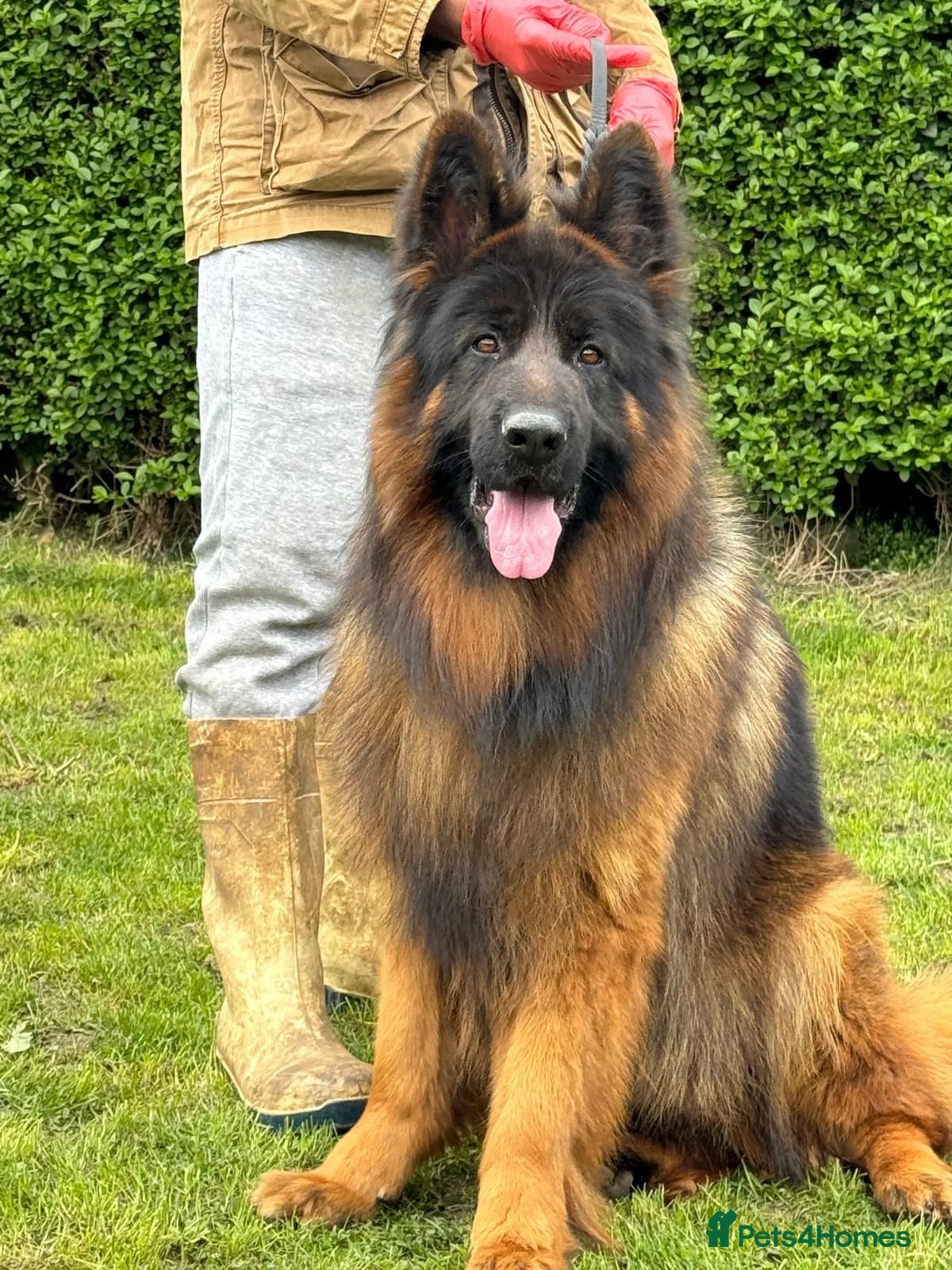 Long Haired Large Alsatian Naughty Dogs: Unveiling The Allure Of