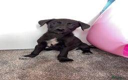 Borador dogs for sale: Collie x lab puppies - Image 1