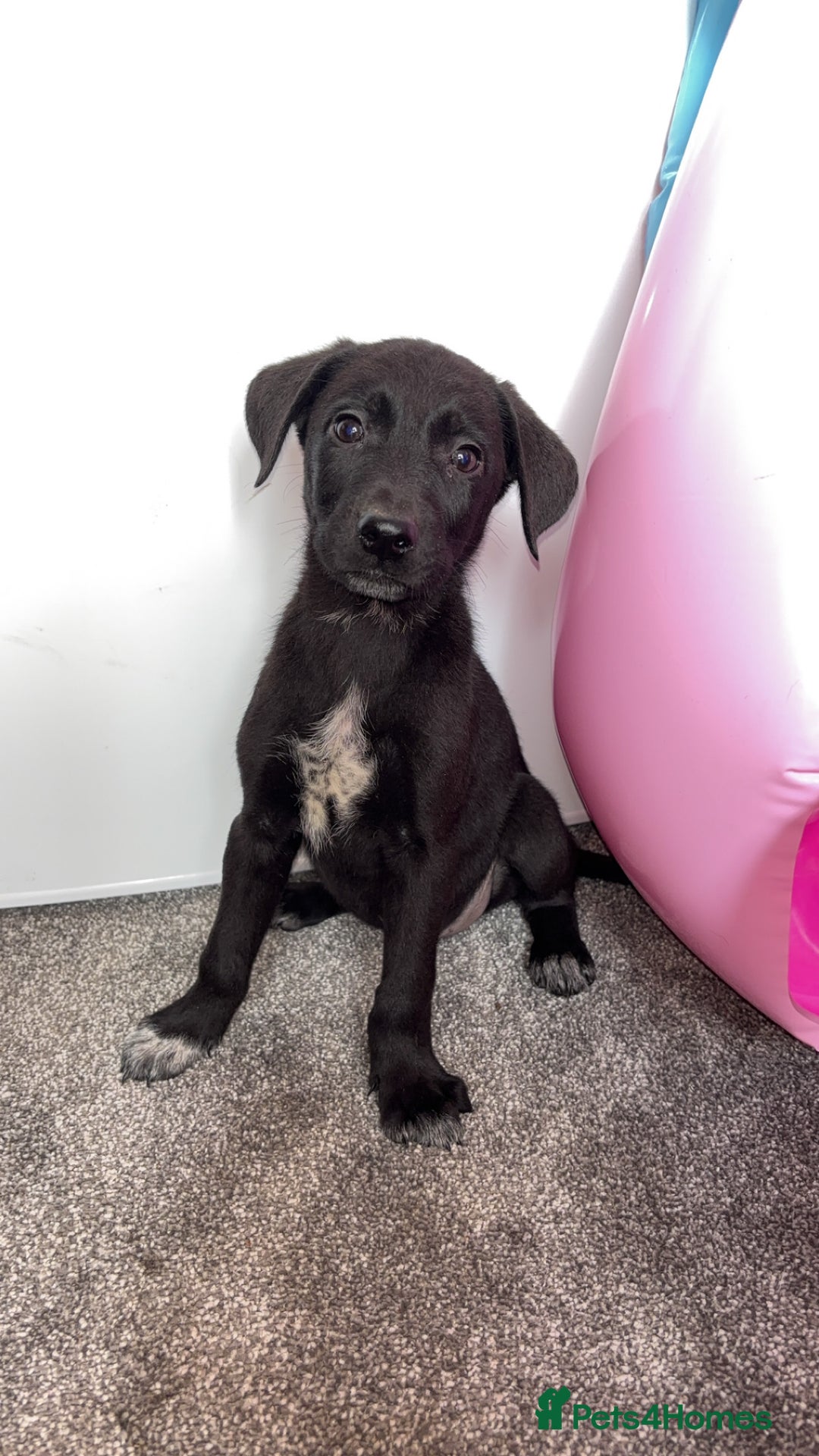 Borador dogs for sale: Collie x lab puppies - Image 1
