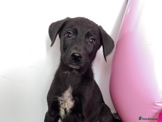 Borador dogs - Advert 15