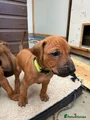 SOLD - Rhodesian Ridgeback Puppy 15 (Neon - Female)