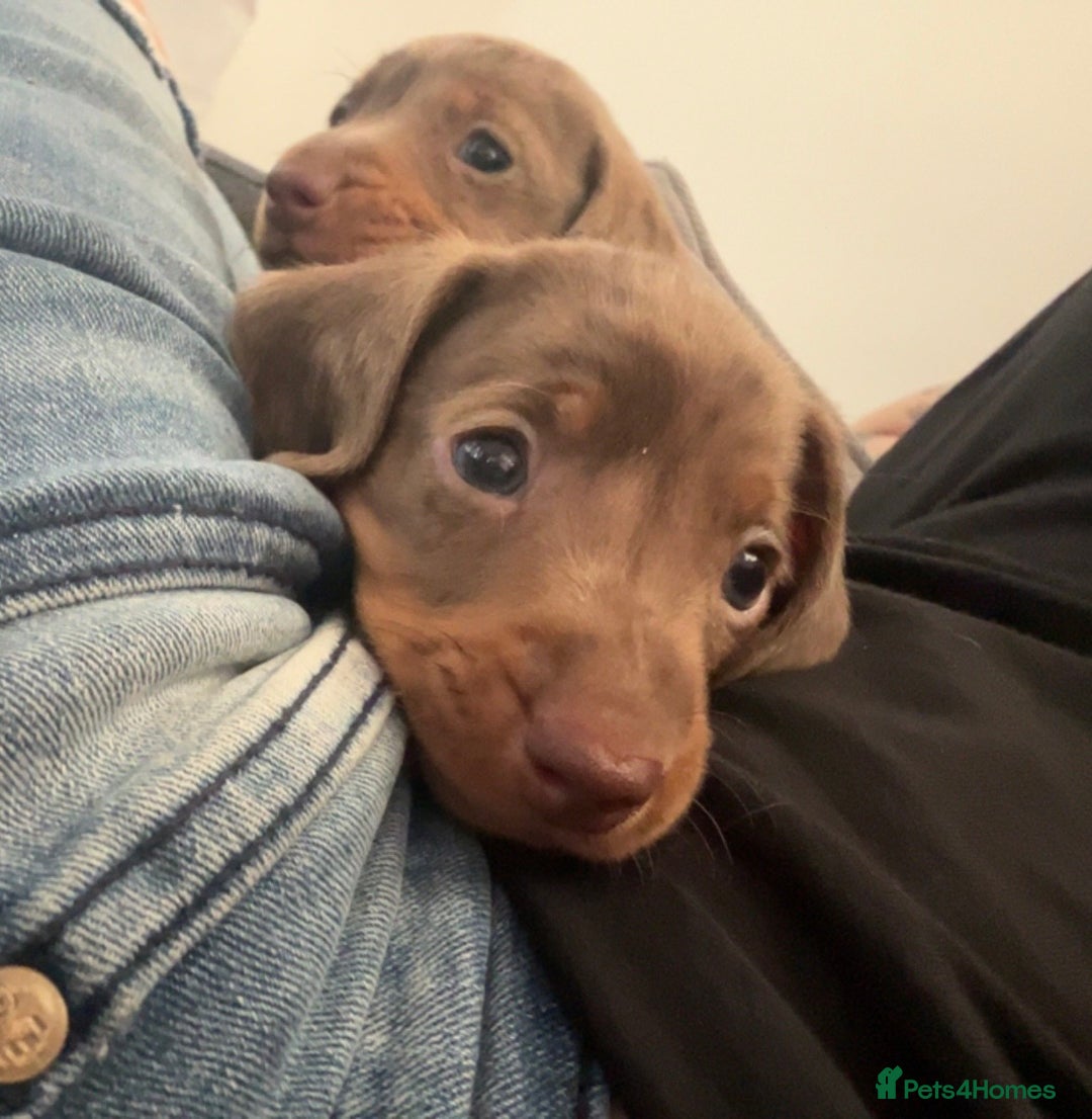 Miniature Dachshund dogs for sale: Last male miniature chocolate dapple dachshund - Image 6