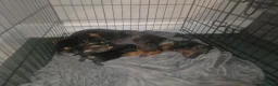 Dachshund dogs for sale: 2 mini daschund left ready to leave 4/9/26 in Bacup - Advert 7