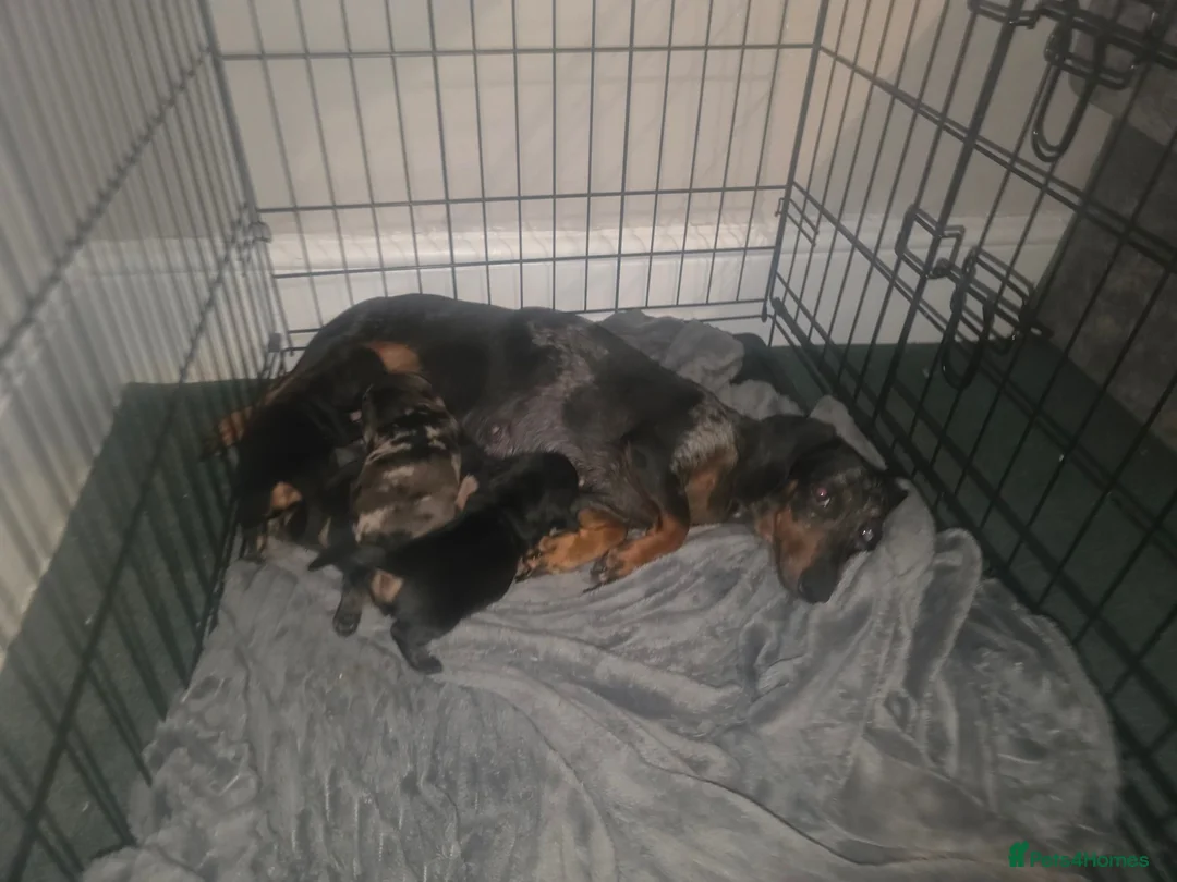 Dachshund dogs for sale: 2 mini daschund left ready to leave 4/9/26 in Bacup - Advert 7