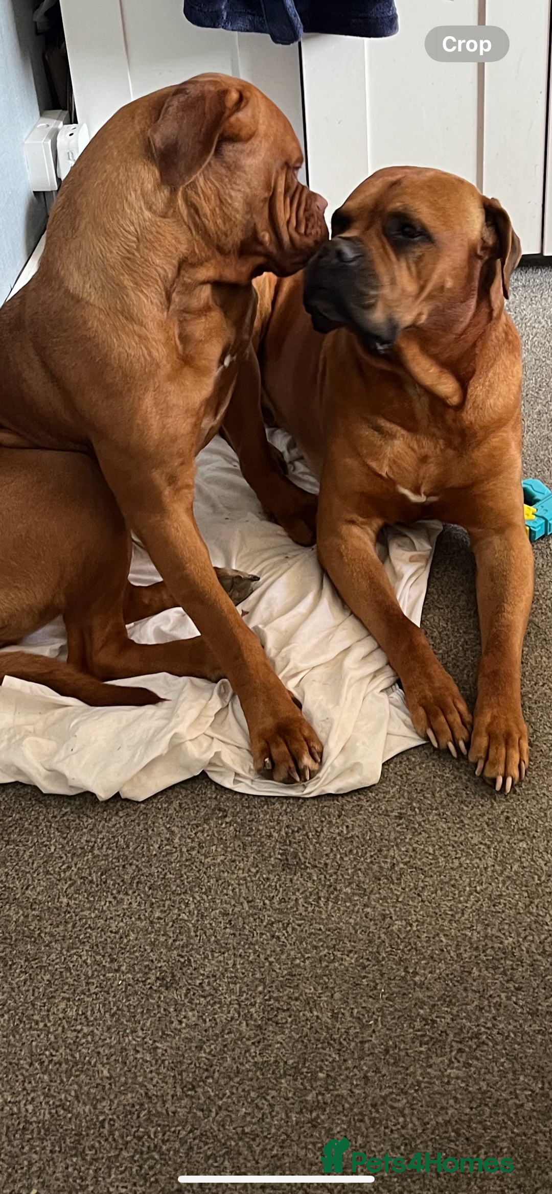 Mixed Breed dogs for sale: Adorable big chunky puppies - Advert 4