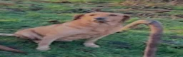 Goldador dogs for sale: Health Tested Goldador Puppies - Advert 2