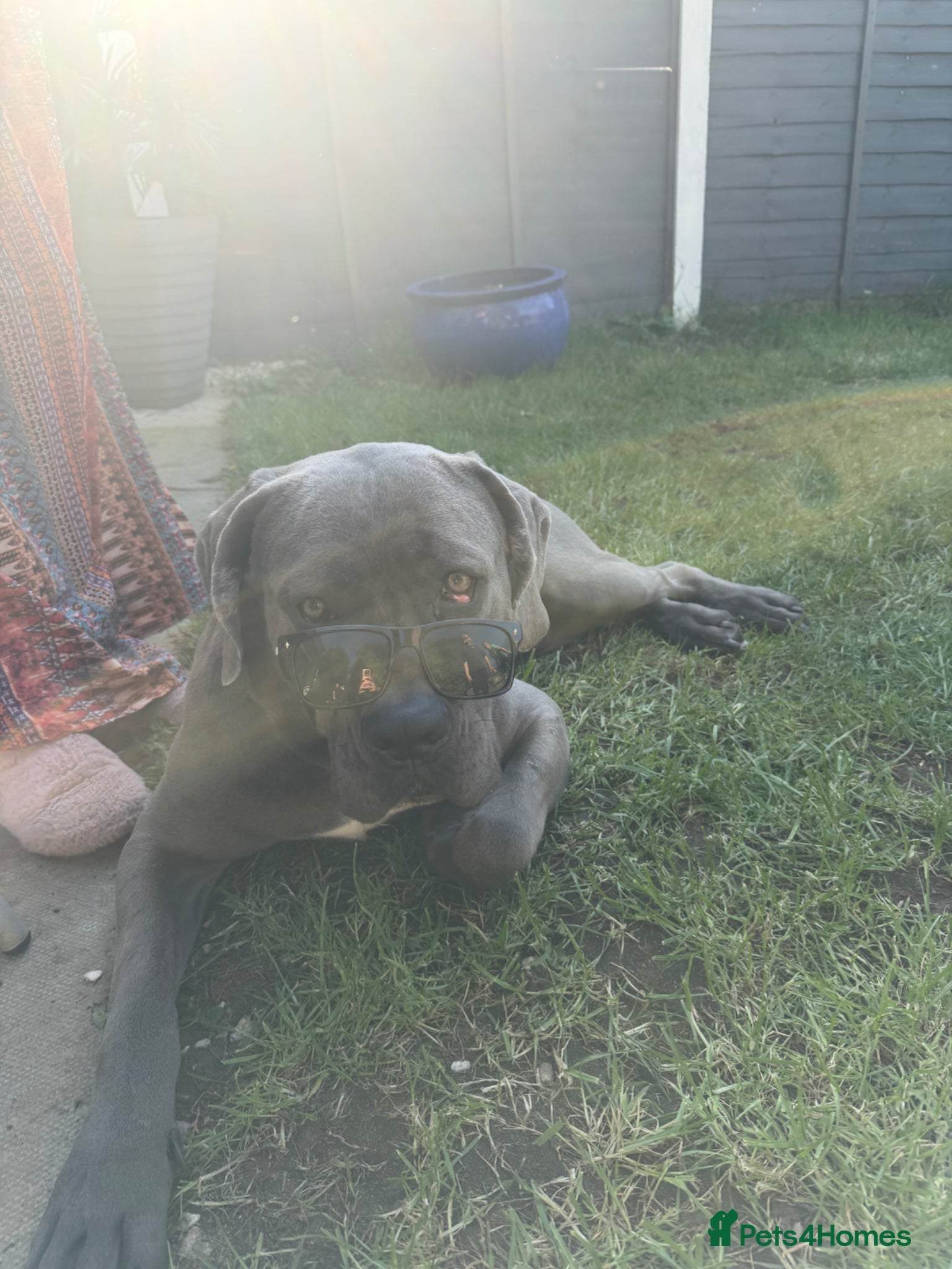 Cane Corso dogs 1year old cane corso pup - Advert 1