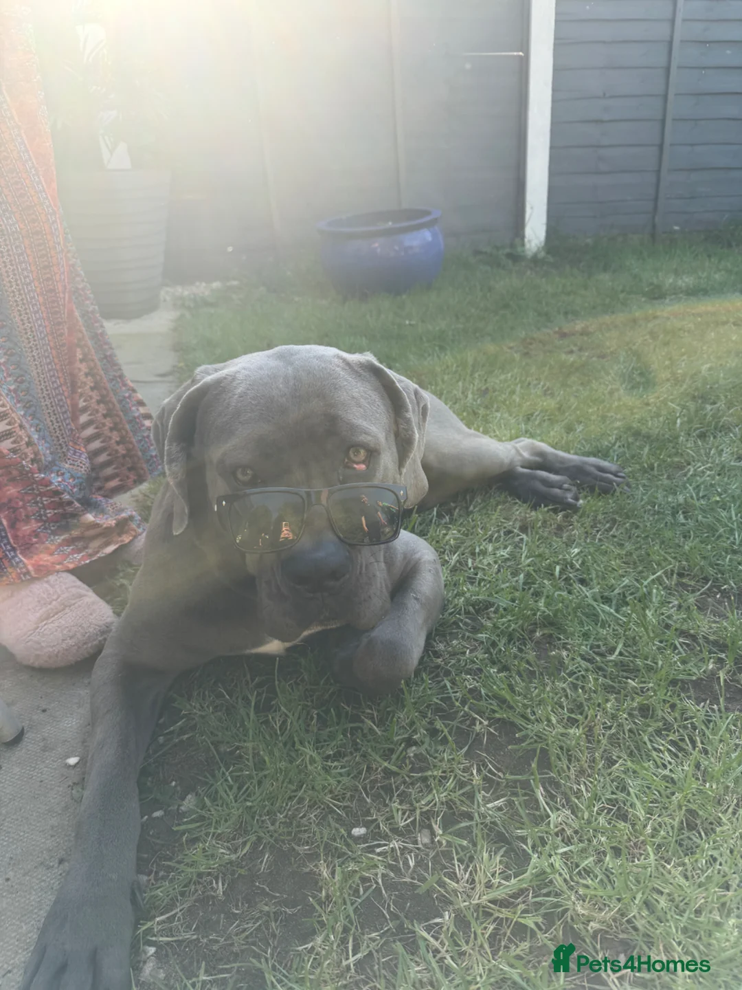 Cane Corso dogs for sale: 1year old cane corso pup in Leighton Buzzard - Advert 1