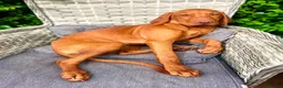 Hungarian Vizsla dogs for sale: KC Viszla needs rehoming 1 year 2 months - Advert 1