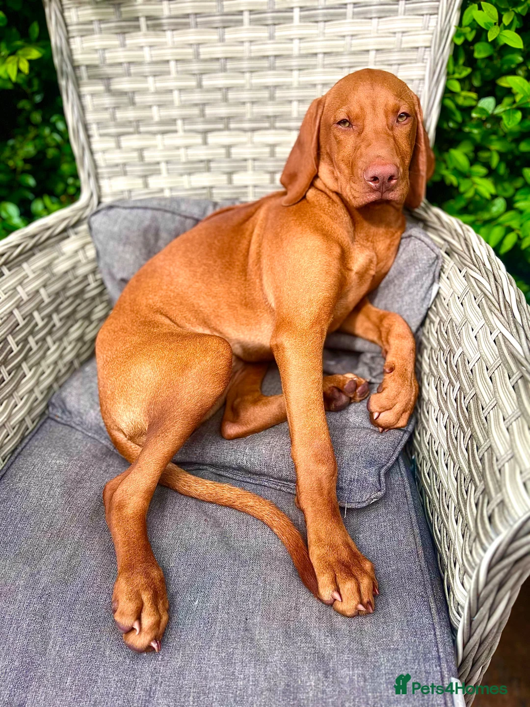 Hungarian Vizsla dogs for sale: KC Viszla needs rehoming 1 year 2 months - Advert 1