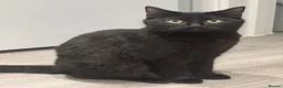 Mixed Breed cats for sale: 2 Black Cats Looking for Their Forever Home - Advert 4