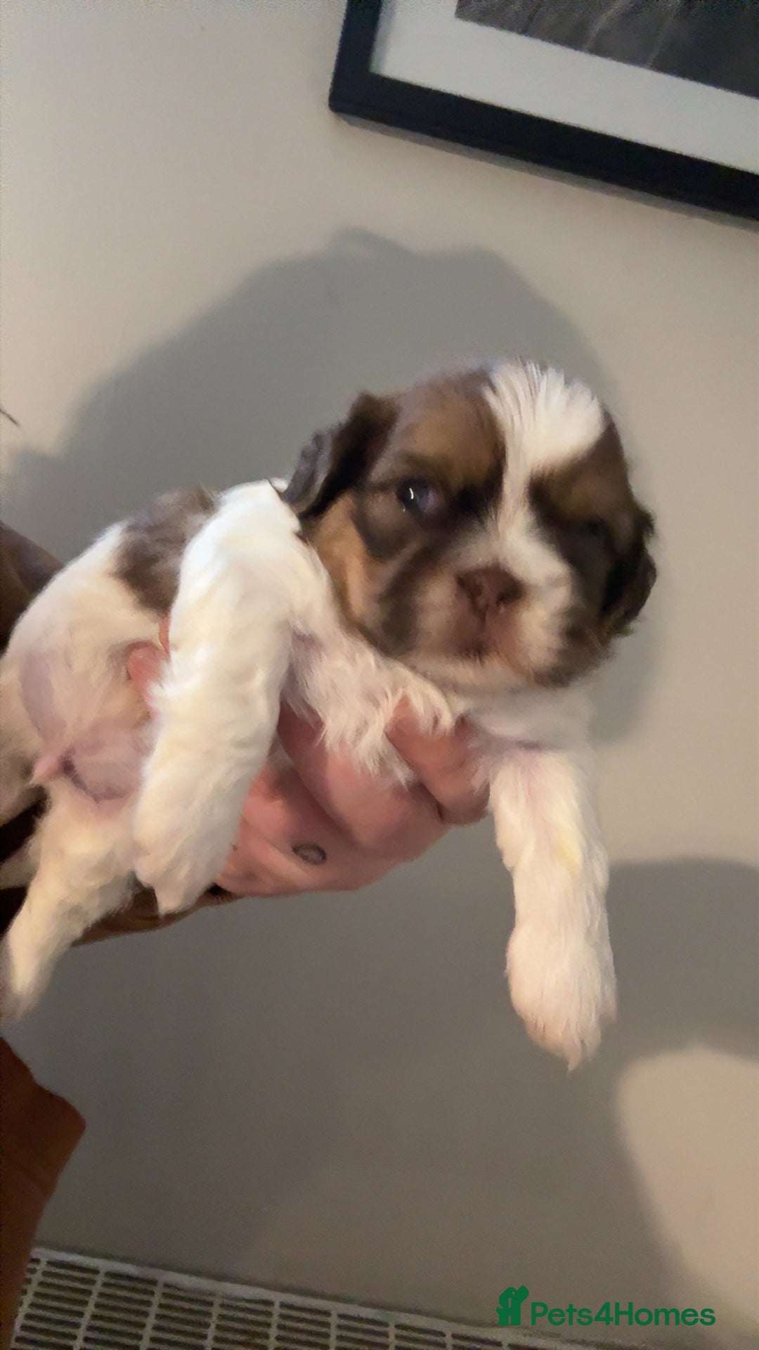 Shih Tzu dogs for sale: Shih Tzu pups  - Advert 6