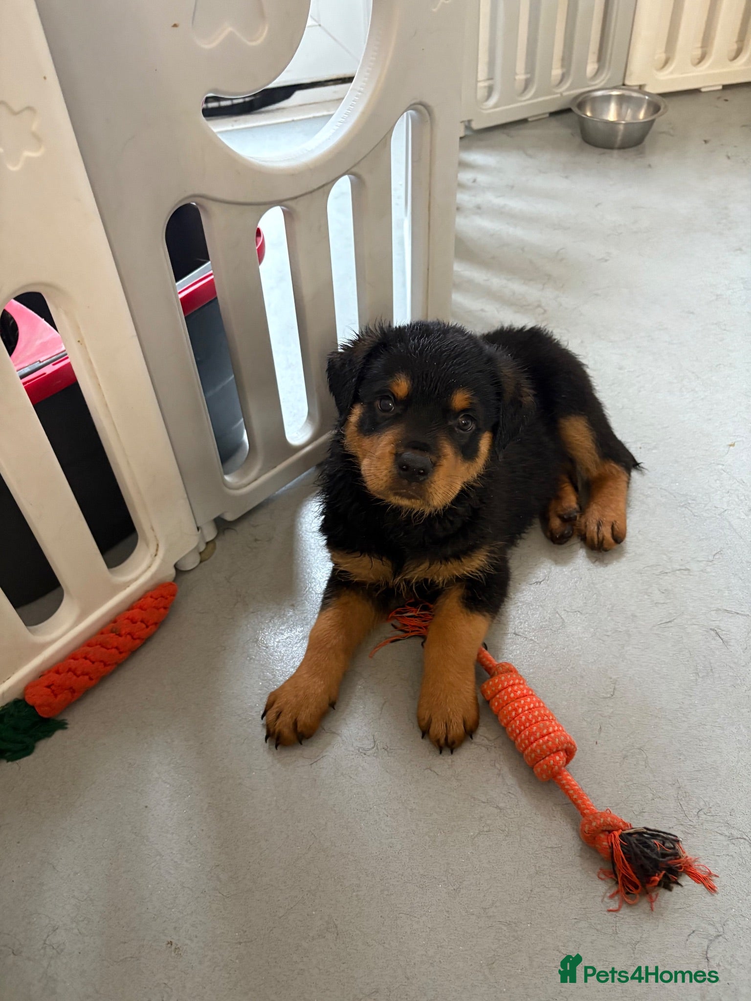 Rottweiler dogs Rottweiler puppies - Advert 15
