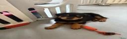 Rottweiler dogs for sale: Rottweiler puppies - Advert 3