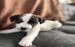Mixed Breed dogs for sale: Jack Russel x Cockapoo Puppies - Image 25