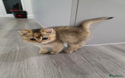 British Shorthair cats for sale: Female British Shorthair  - Image 4