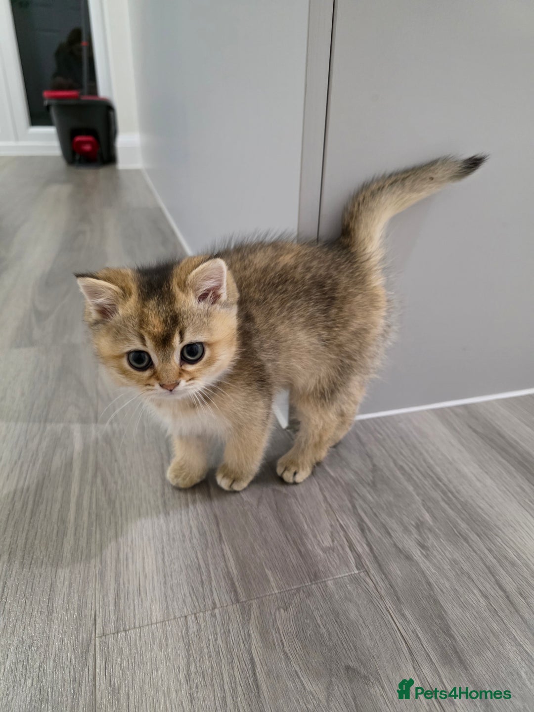 British Shorthair cats for sale: Female British Shorthair  - Image 4
