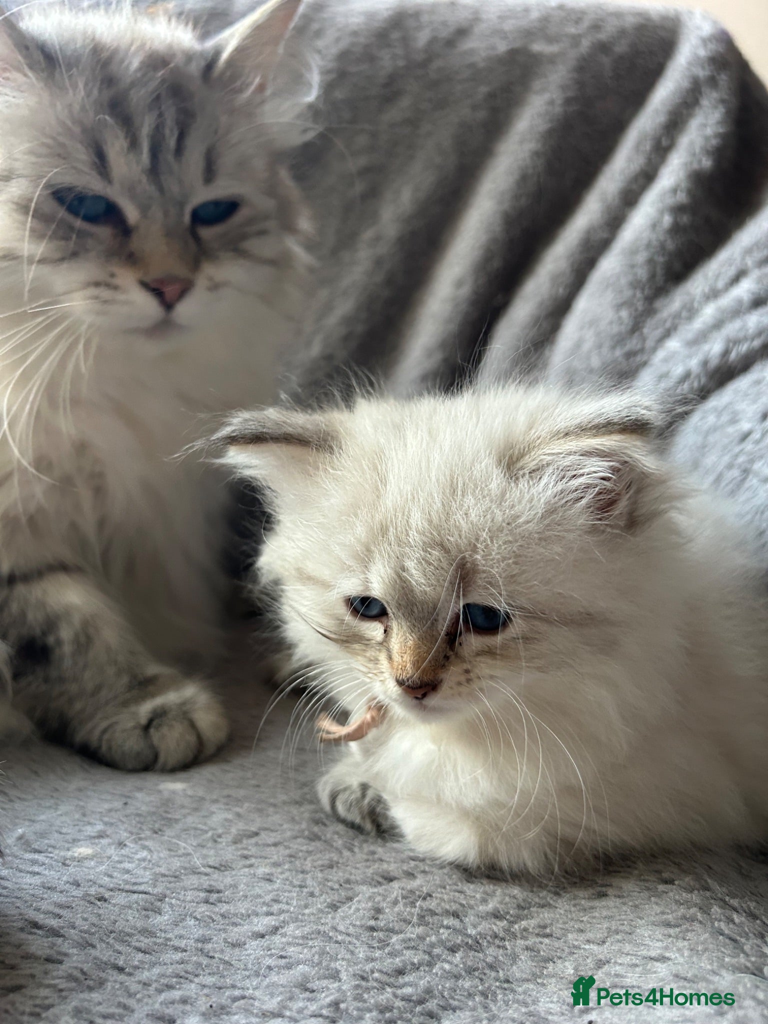 Siberian cats Beautiful TICA Registered Siberian Kittens  - Advert 9