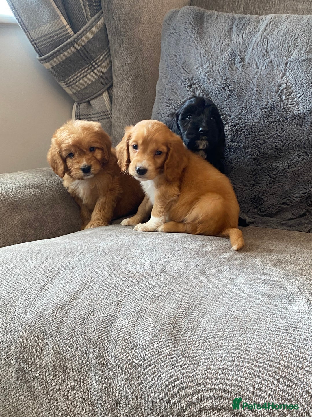 Cockapoo dogs for sale: Beautiful cockapoo - Image 13