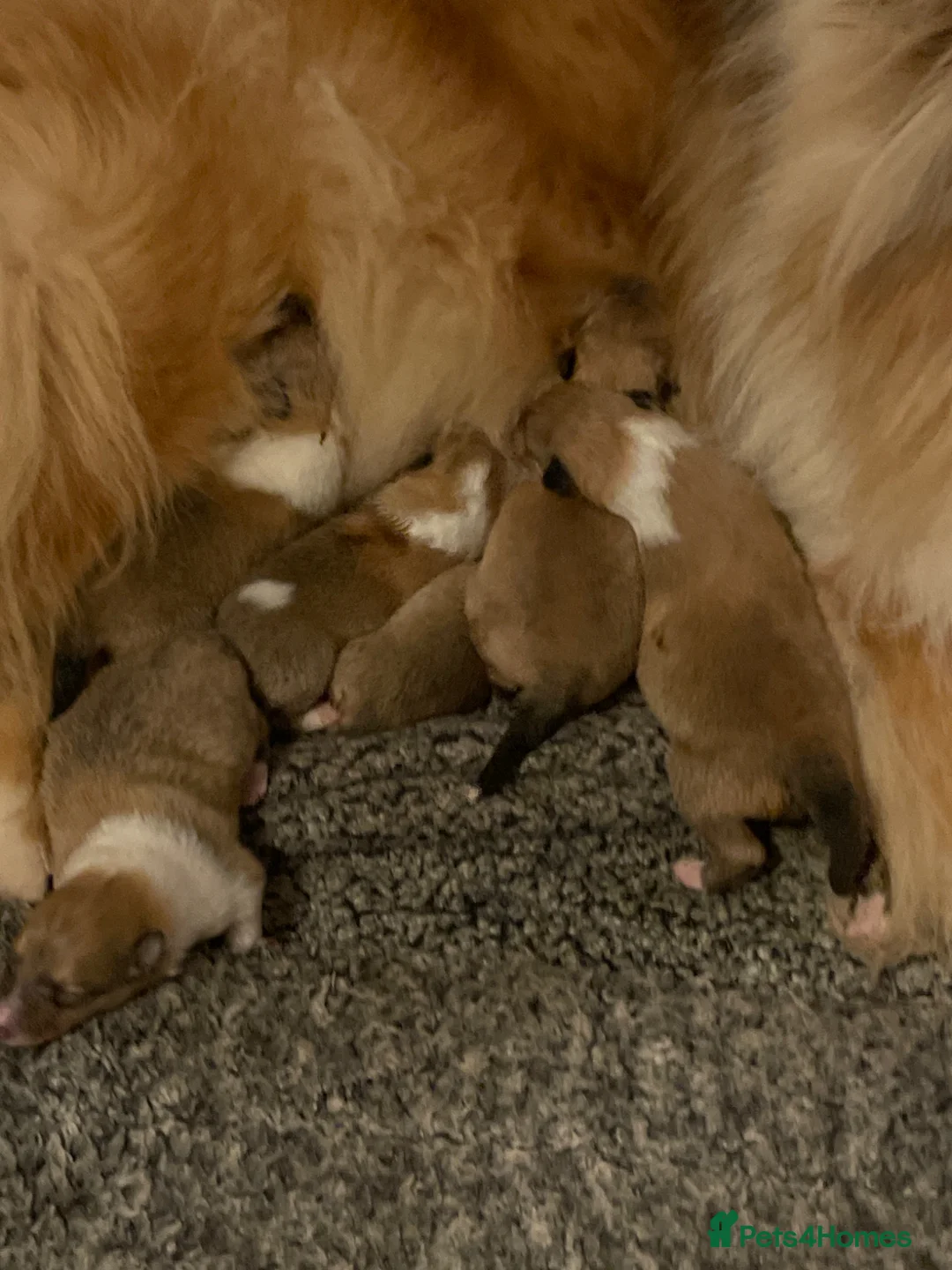 Rough Collie dogs for sale: KC Registered Sable and white male - Advert 5