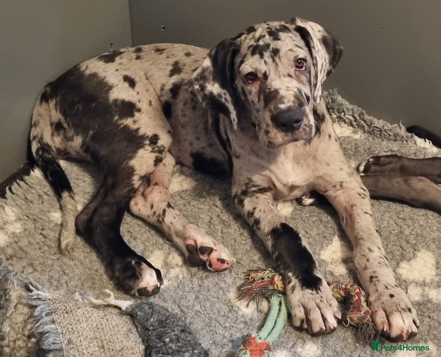 Great Dane dogs Beautiful girls. KC HEALTH TESTED  - Advert 1