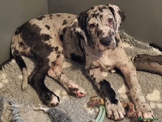 Great Dane dogs Big girls. KC & HEALTH TESTED - Advert 2