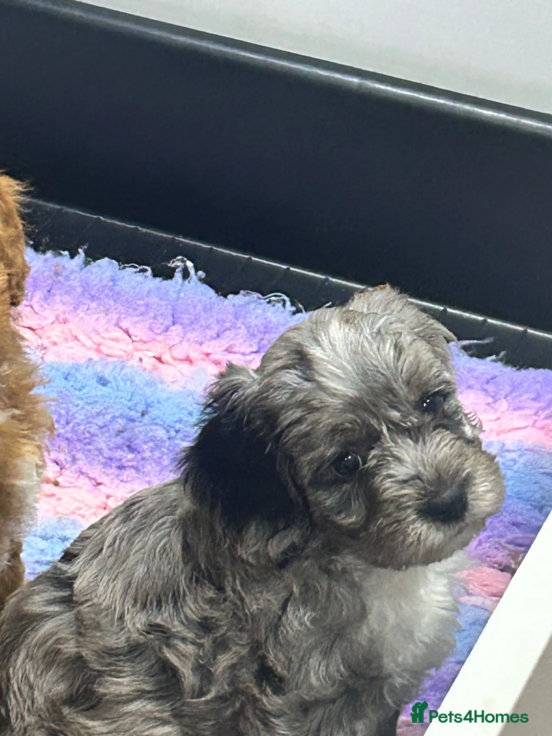 Cockapoo dogs for sale: Gorgeous cockapoo pups!! - Advert 13