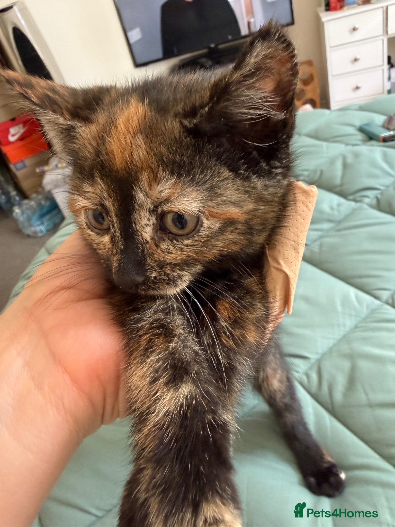 Mixed Breed cats for sale: Kittens for sale READY NOW in Brandon - Advert 30