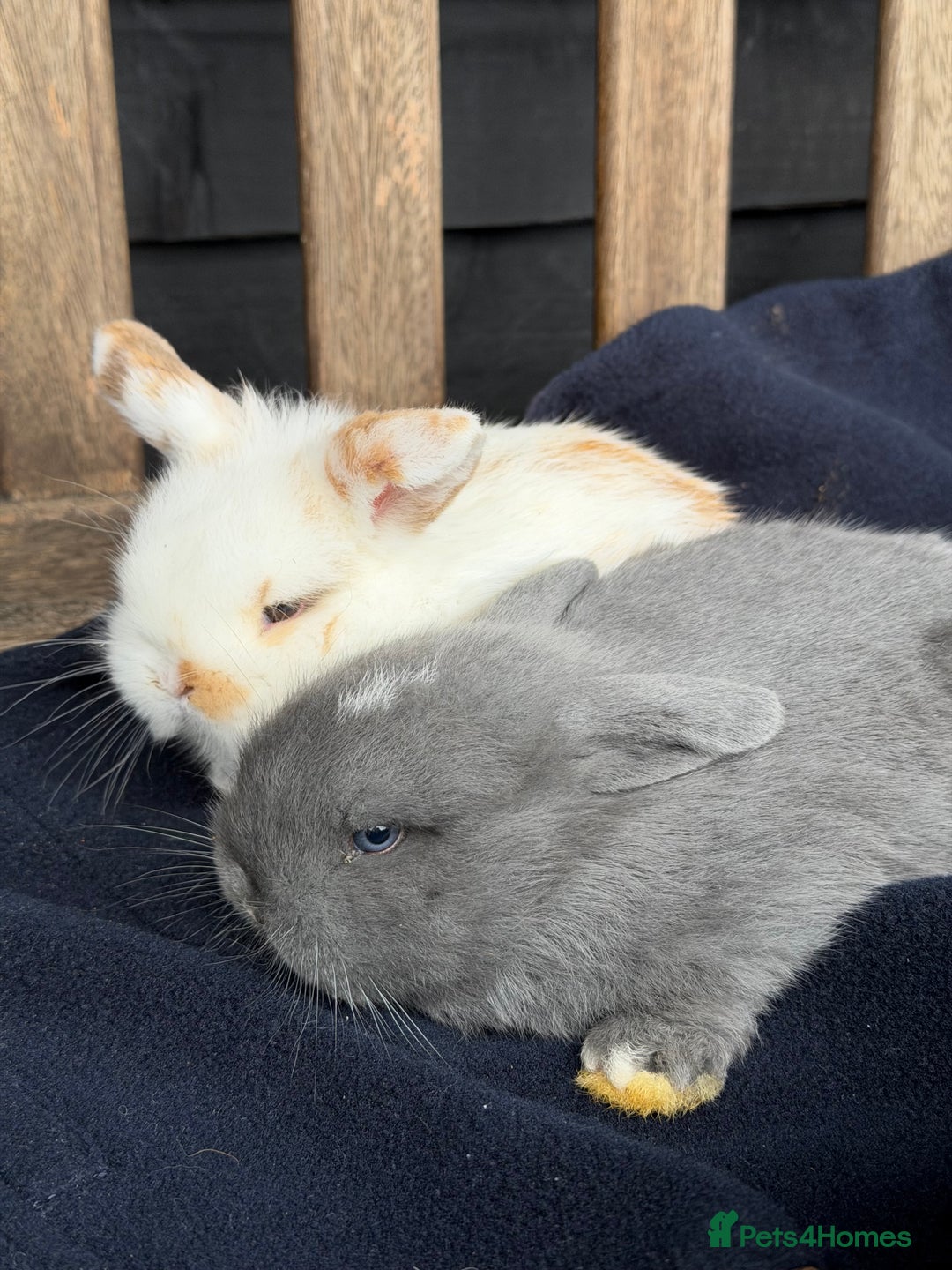 Mini Lop rabbits for sale: Mini lop bunnies  - Advert 2