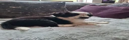 Border Collie dogs for sale: Beautiful Male collie in Exeter - Advert 6