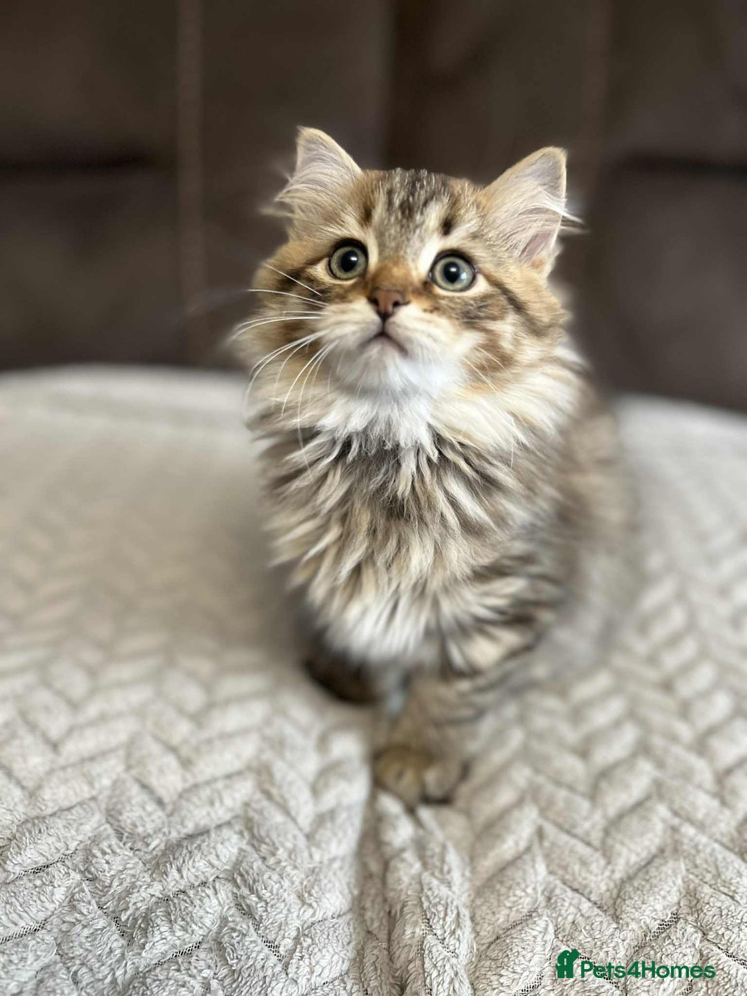 Siberian cats for sale: Purebred- Hypoallergenic Siberian Kittens - Image 28
