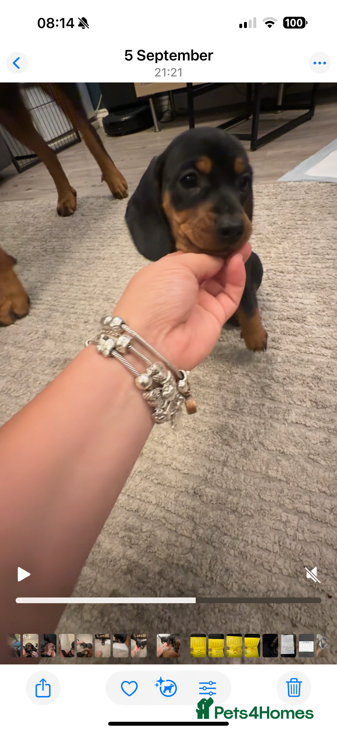 Miniature Dachshund dogs for sale: Miniature daschund Ready now - Image 12