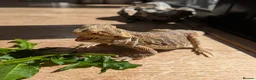 Bearded Dragon reptiles for sale: Bearded dragon - 1 year old - Advert 4