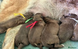 German Shepherd dogs for sale: German shepherd puppies health tested kc reg  in Honiton - Image 2