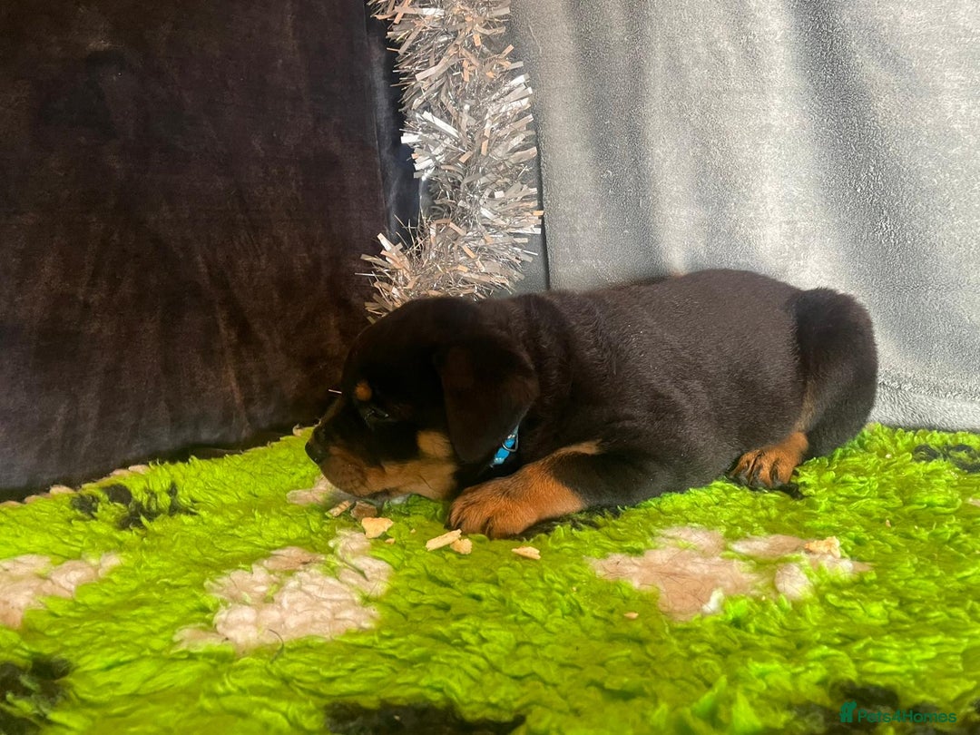 Rottweiler dogs for sale: Rottweiler Puppies  - Advert 19