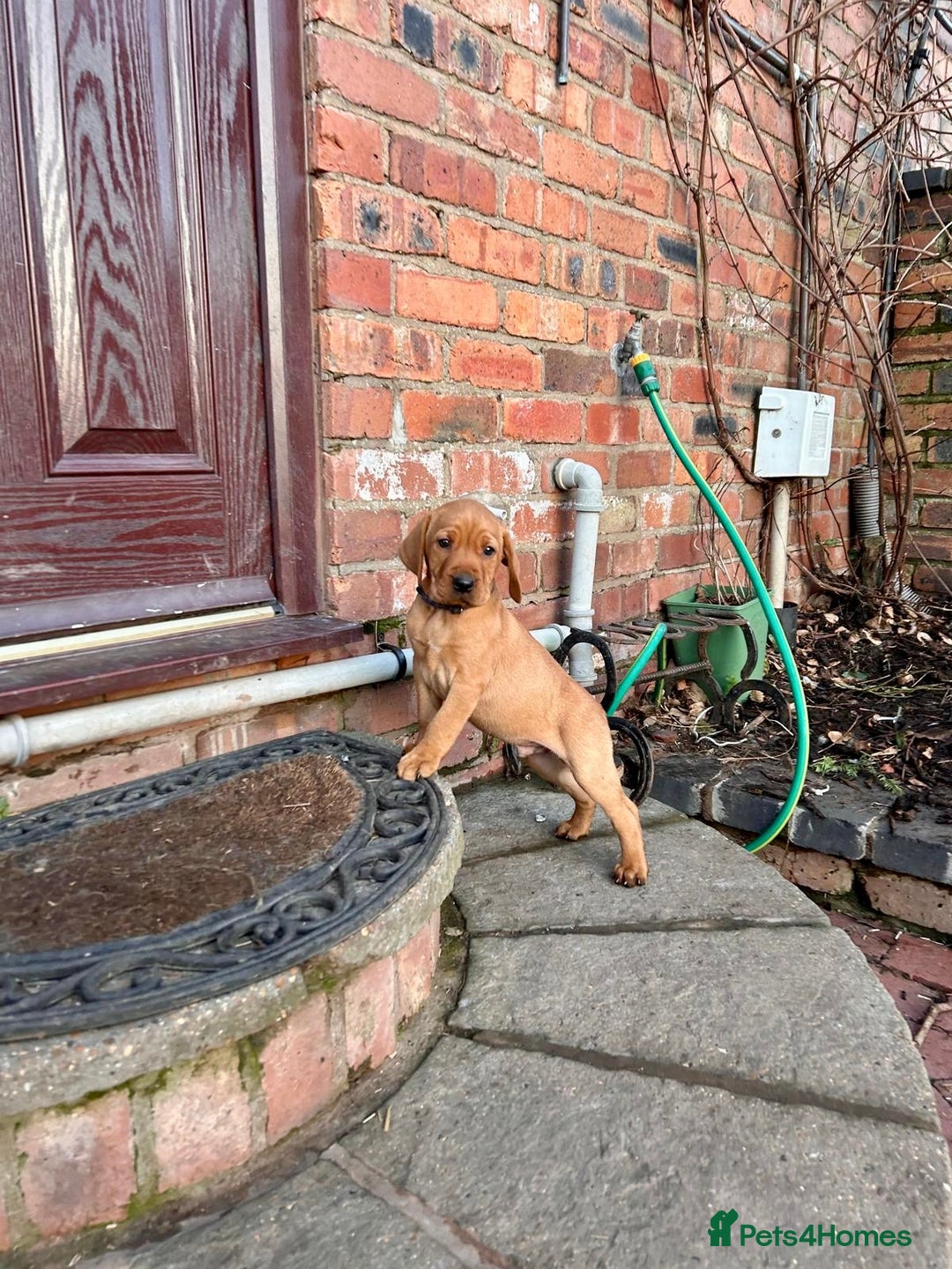 Mixed Breed dogs for sale: Stunning quality Vizslador puppies  - Advert 26