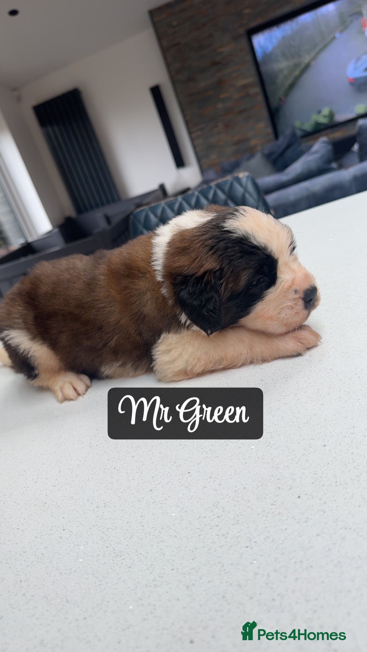 Saint Bernard dogs Gorgeous Saint Bernard KC Reg Pups  - Advert 3