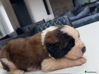 Saint Bernard dogs Gorgeous Saint Bernard KC Reg Pups - Advert 3
