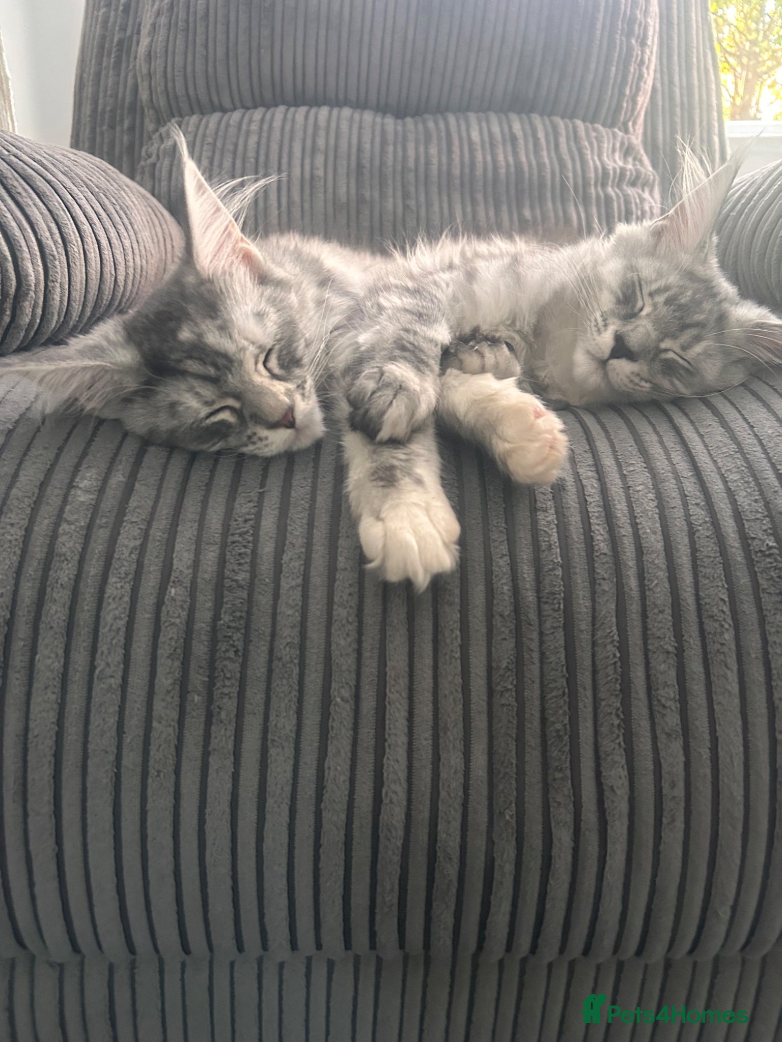 Maine Coon cats 🐈‍⬛Only 2 female kittens left 🐈‍⬛ - Advert 11