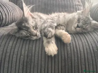 Maine Coon cats ๐โโฌOnly 2 female kittens left ๐โโฌ - Advert 12