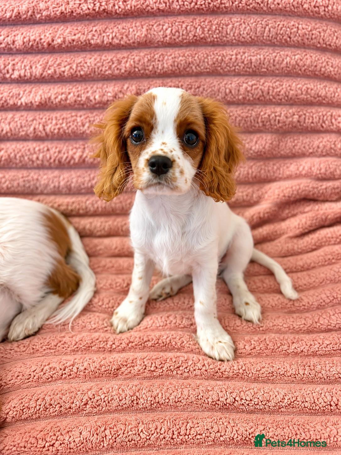 Cavalier King Charles Spaniel dogs DNA Tested Cavalier King Charles Puppies - Advert 2