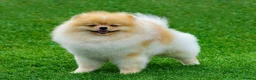 Pomeranian dogs for sale:  **  pom girl  in Epping - Advert 6