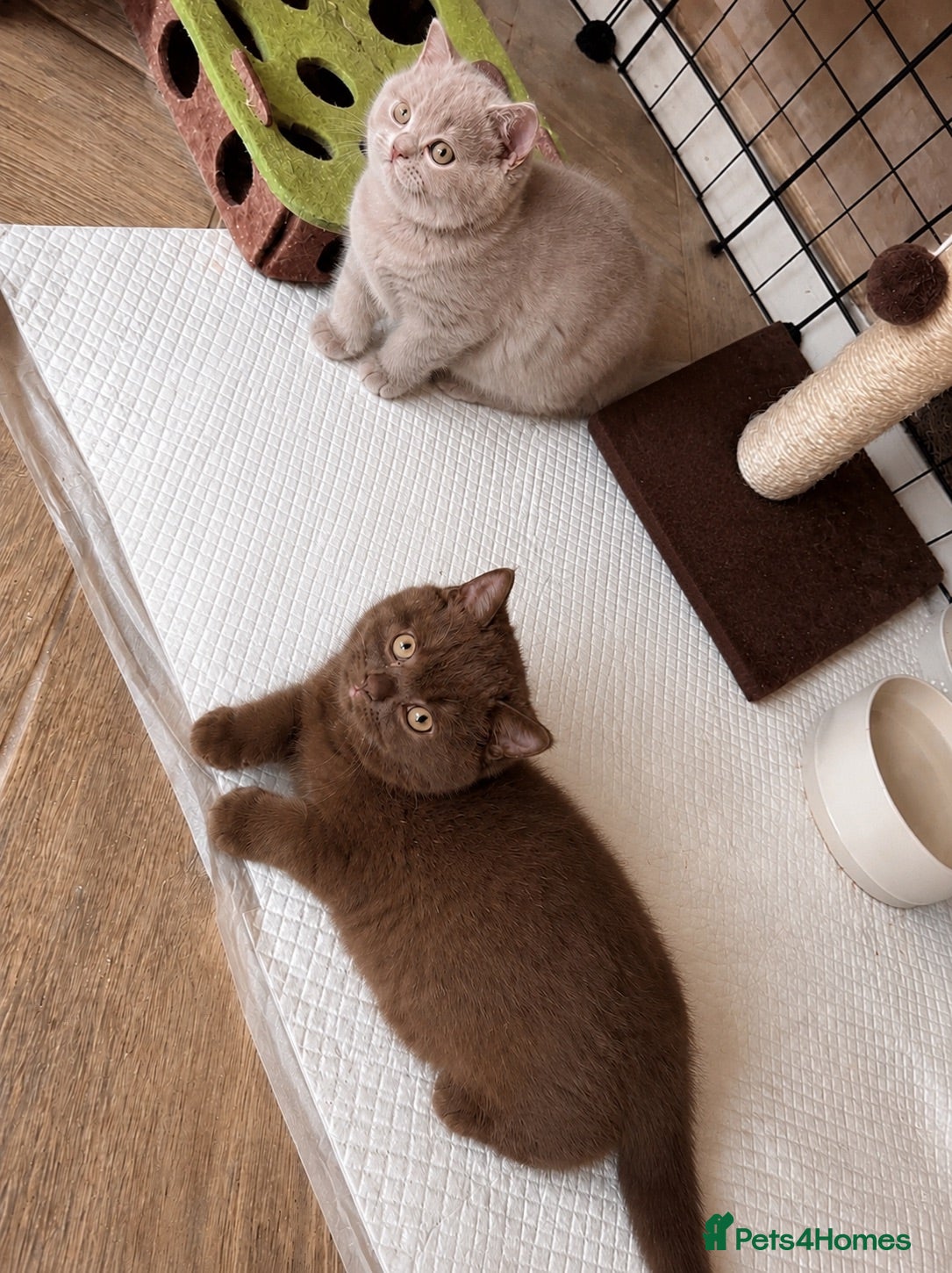 British Shorthair cats choc & lilac kittens  - Advert 13
