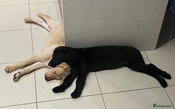 Goldendoodle dogs for sale: READY TO LEAVE - DNA health tested Puppies - Image 17